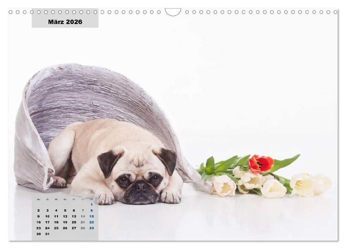 Lillie Mopsgetier - mopsfidel durchs Jahr (Wandkalender 2026 DIN A3 quer), CALVENDO Monatskalender