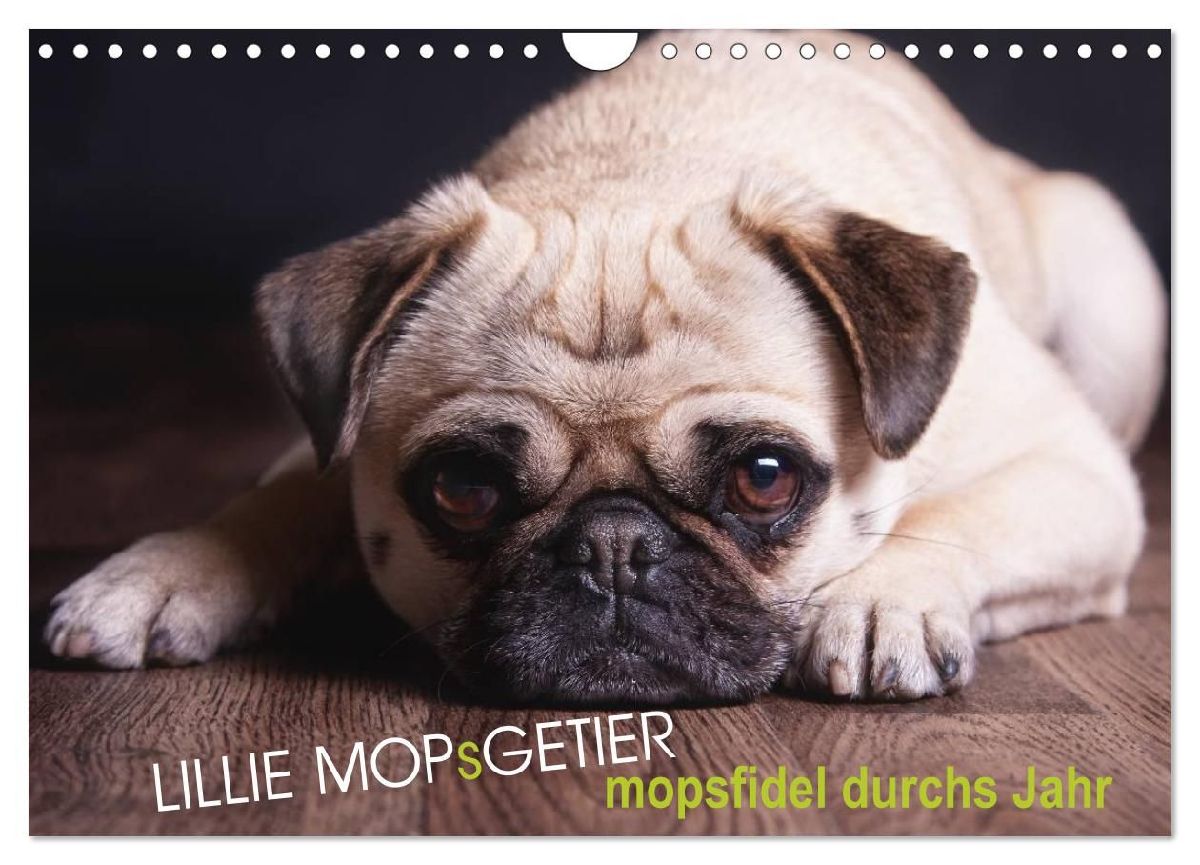 Lillie Mopsgetier - mopsfidel durchs Jahr (Wandkalender 2026 D...
