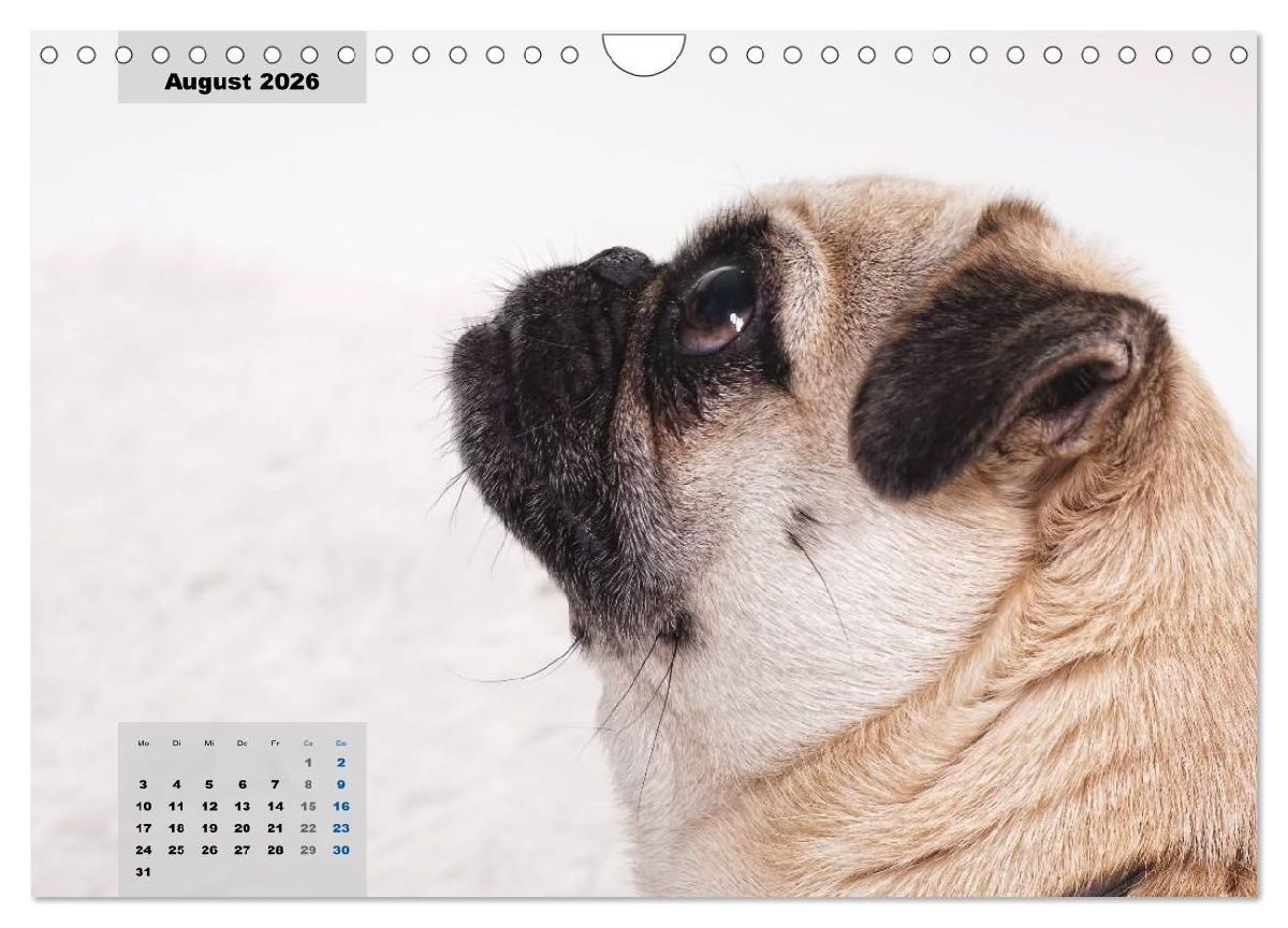 Lillie Mopsgetier - mopsfidel durchs Jahr (Wandkalender 2026 DIN A4 quer), CALVENDO Monatskalender