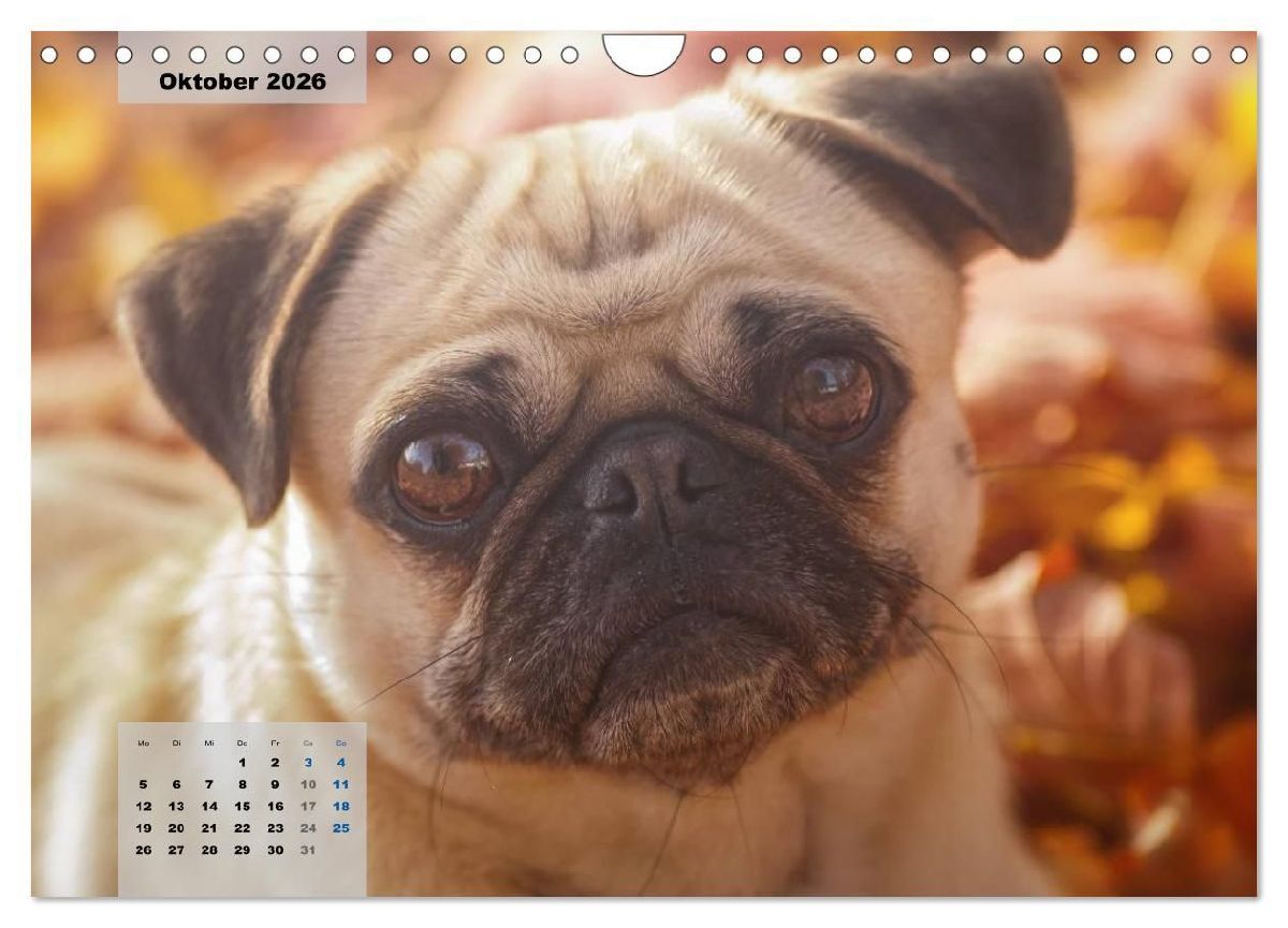 Lillie Mopsgetier - mopsfidel durchs Jahr (Wandkalender 2026 DIN A4 quer), CALVENDO Monatskalender