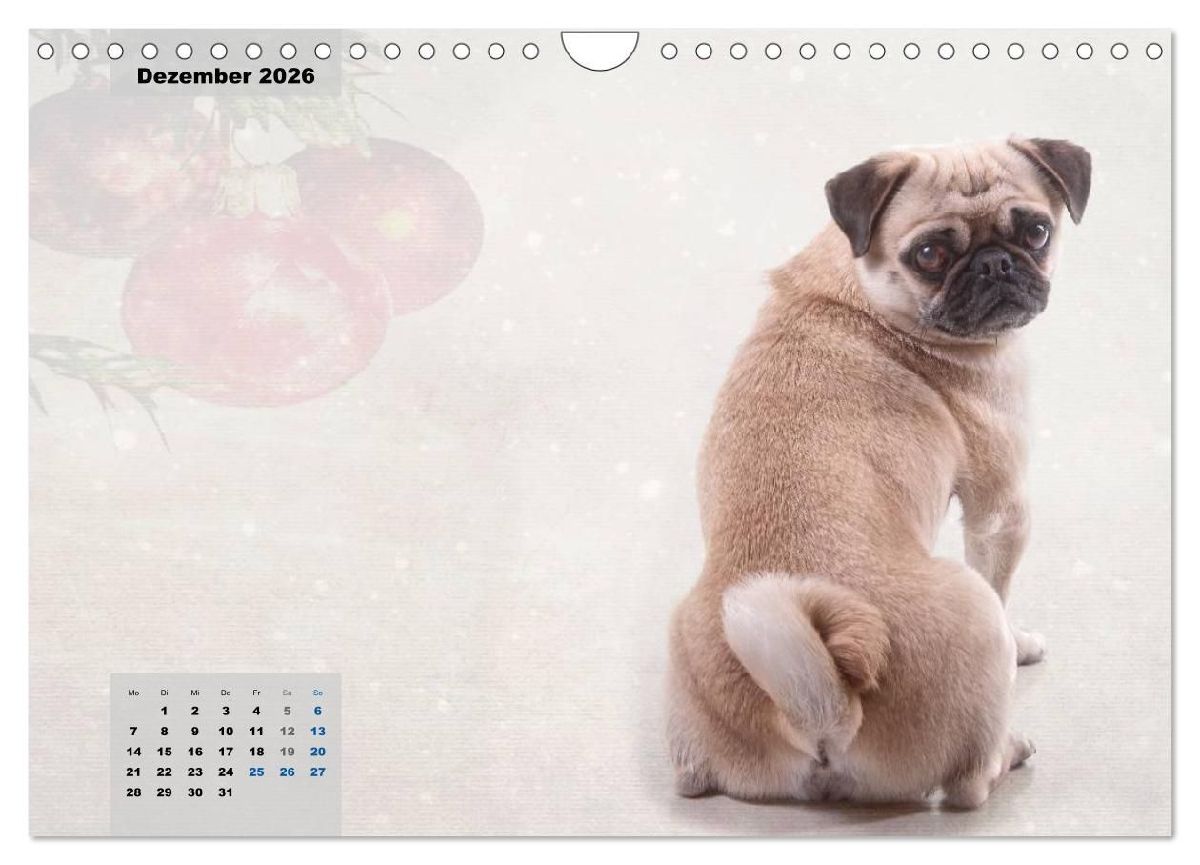 Lillie Mopsgetier - mopsfidel durchs Jahr (Wandkalender 2026 DIN A4 quer), CALVENDO Monatskalender