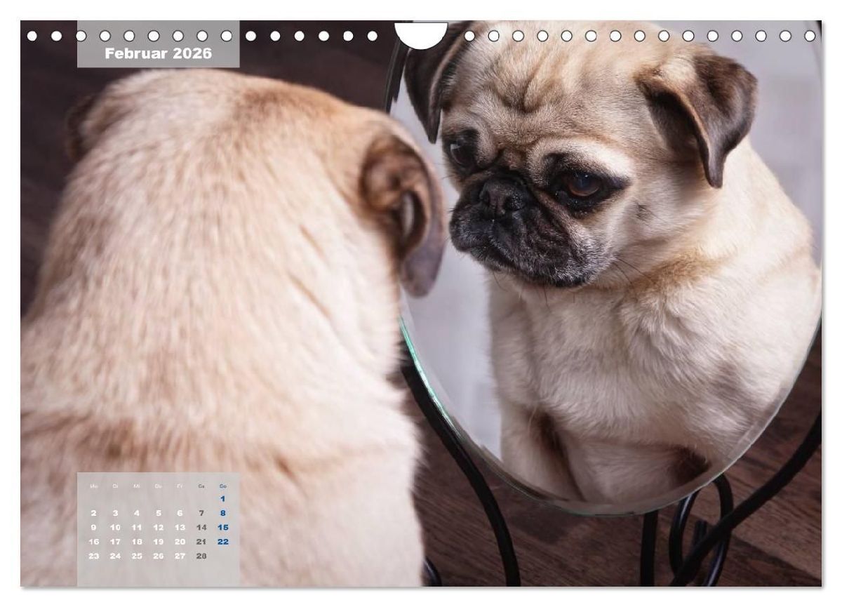 Lillie Mopsgetier - mopsfidel durchs Jahr (Wandkalender 2026 DIN A4 quer), CALVENDO Monatskalender
