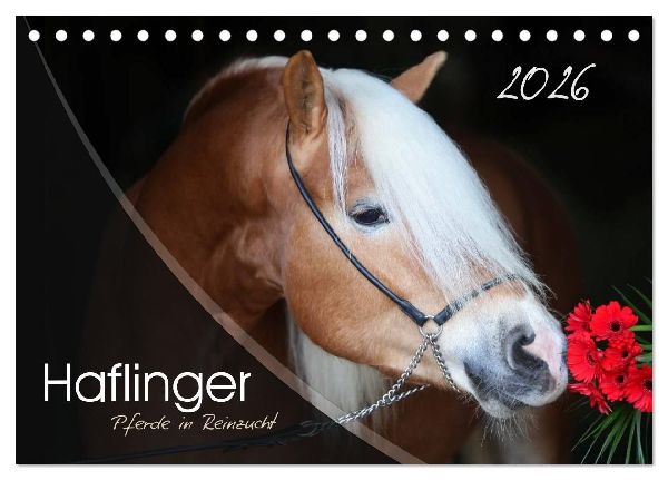 Haflinger-Pferde in Reinzucht (Tischkalender 2026 DIN A5 quer)...