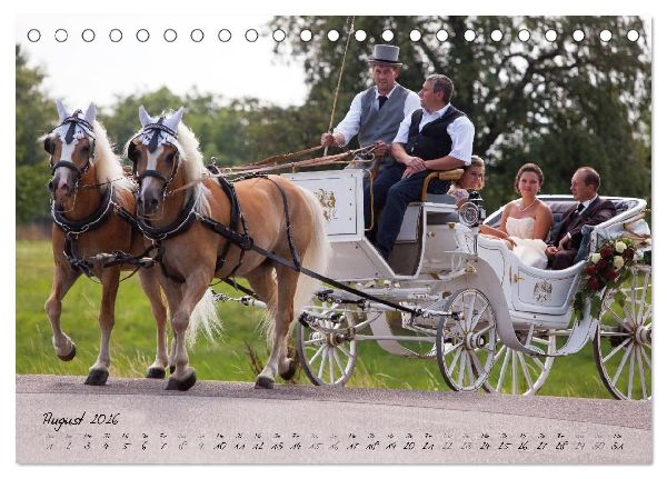 Haflinger-Pferde in Reinzucht (Tischkalender 2026 DIN A5 quer), CALVENDO Monatskalender
