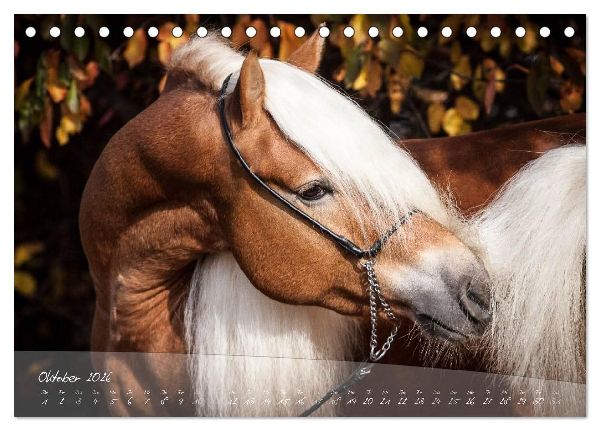 Haflinger-Pferde in Reinzucht (Tischkalender 2026 DIN A5 quer), CALVENDO Monatskalender