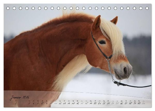 Haflinger-Pferde in Reinzucht (Tischkalender 2026 DIN A5 quer), CALVENDO Monatskalender