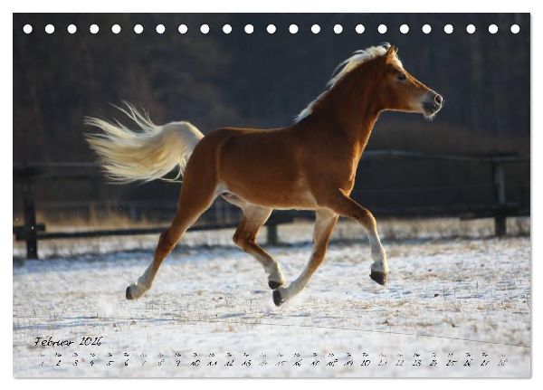 Haflinger-Pferde in Reinzucht (Tischkalender 2026 DIN A5 quer), CALVENDO Monatskalender