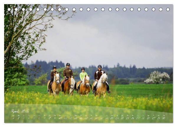 Haflinger-Pferde in Reinzucht (Tischkalender 2026 DIN A5 quer), CALVENDO Monatskalender