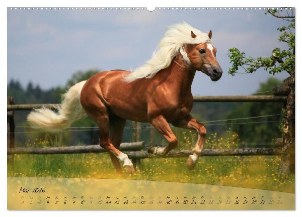 Haflinger-Pferde in Reinzucht (Wandkalender 2026 DIN A2 quer), CALVENDO Monatskalender