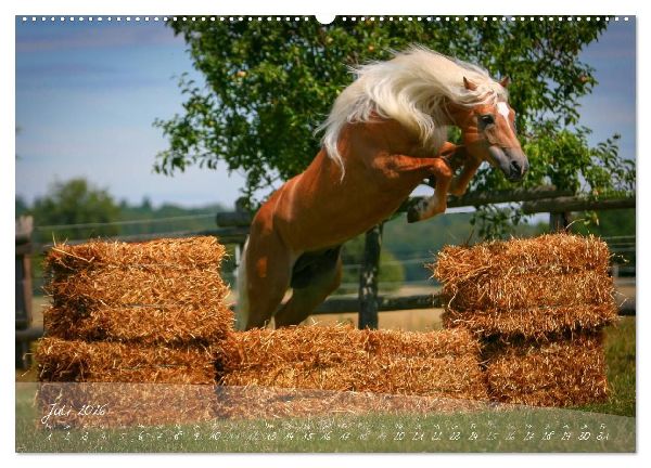 Haflinger-Pferde in Reinzucht (Wandkalender 2026 DIN A2 quer), CALVENDO Monatskalender