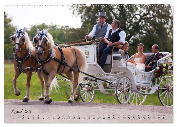 Haflinger-Pferde in Reinzucht (Wandkalender 2026 DIN A2 quer), CALVENDO Monatskalender