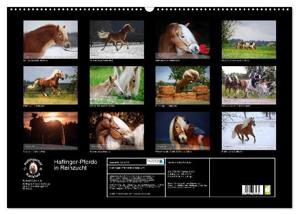 Haflinger-Pferde in Reinzucht (Wandkalender 2026 DIN A2 quer), CALVENDO Monatskalender