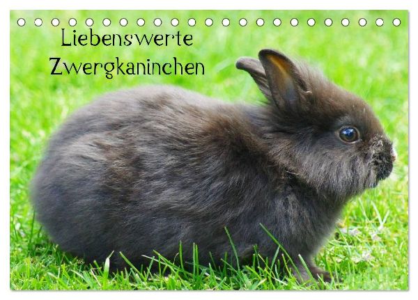Liebenswerte Zwergkaninchen (Tischkalender 2026 DIN A5 quer), ...