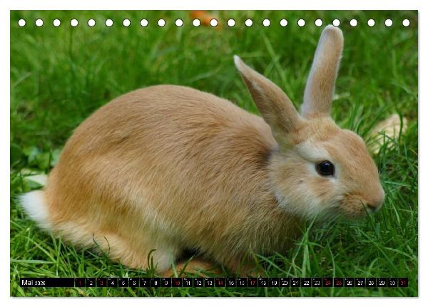 Liebenswerte Zwergkaninchen (Tischkalender 2026 DIN A5 quer), CALVENDO Monatskalender