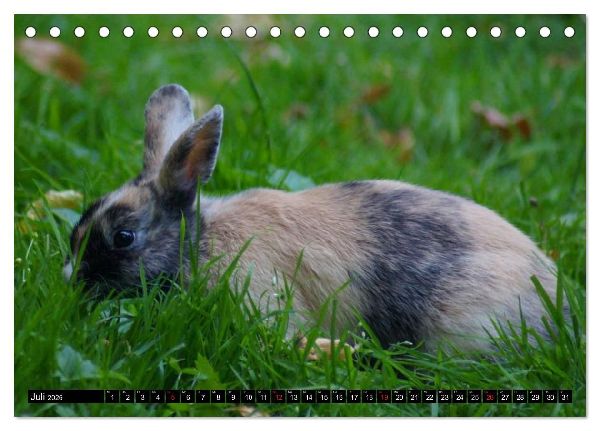 Liebenswerte Zwergkaninchen (Tischkalender 2026 DIN A5 quer), CALVENDO Monatskalender