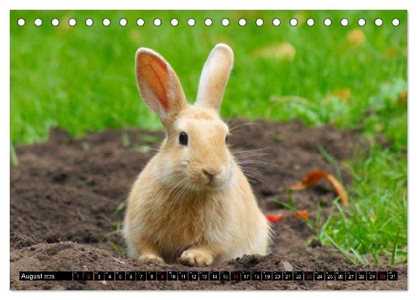 Liebenswerte Zwergkaninchen (Tischkalender 2026 DIN A5 quer), CALVENDO Monatskalender