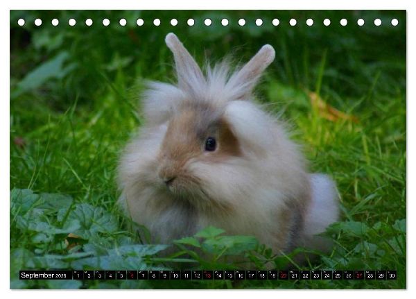 Liebenswerte Zwergkaninchen (Tischkalender 2026 DIN A5 quer), CALVENDO Monatskalender