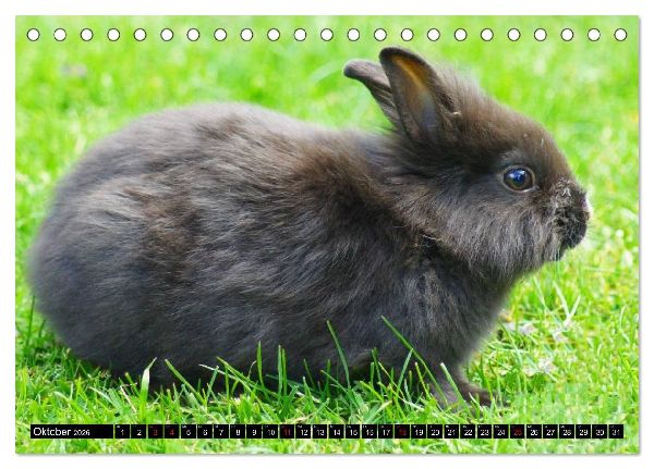 Liebenswerte Zwergkaninchen (Tischkalender 2026 DIN A5 quer), CALVENDO Monatskalender