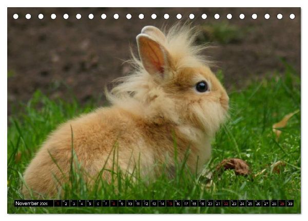 Liebenswerte Zwergkaninchen (Tischkalender 2026 DIN A5 quer), CALVENDO Monatskalender