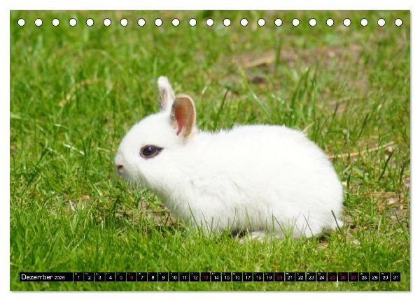 Liebenswerte Zwergkaninchen (Tischkalender 2026 DIN A5 quer), CALVENDO Monatskalender