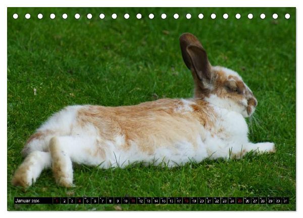 Liebenswerte Zwergkaninchen (Tischkalender 2026 DIN A5 quer), CALVENDO Monatskalender