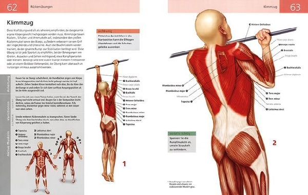 Die Anatomie von Stretching und Fitness