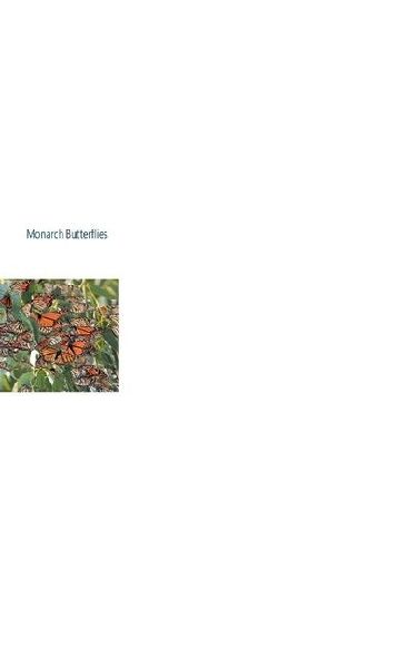 Monarch Butterflies