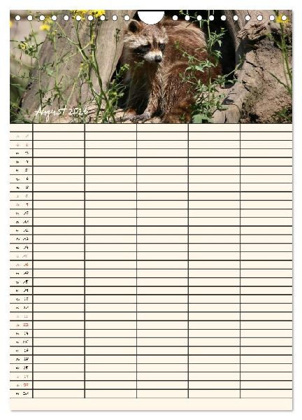 Waschbären Familienplaner (Wandkalender 2026 DIN A4 hoch), CALVENDO Monatskalender