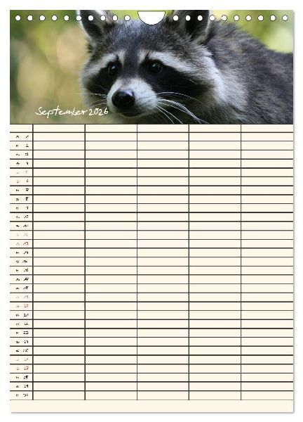 Waschbären Familienplaner (Wandkalender 2026 DIN A4 hoch), CALVENDO Monatskalender
