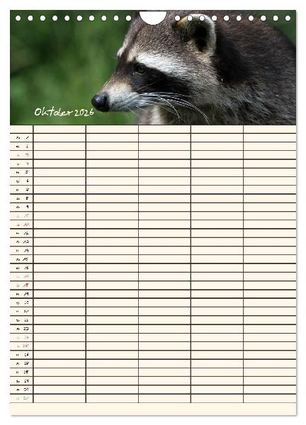 Waschbären Familienplaner (Wandkalender 2026 DIN A4 hoch), CALVENDO Monatskalender