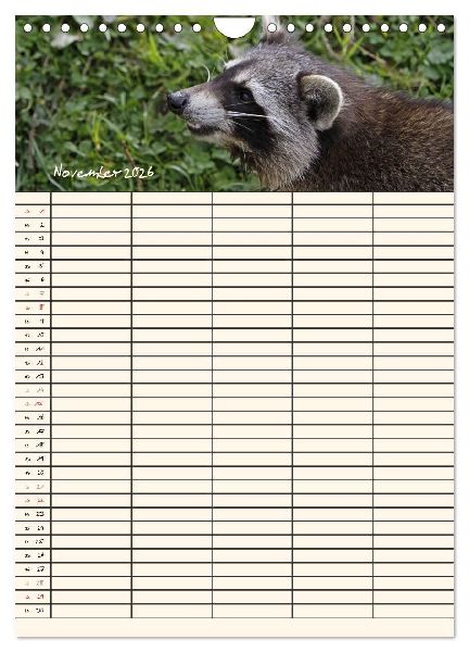 Waschbären Familienplaner (Wandkalender 2026 DIN A4 hoch), CALVENDO Monatskalender
