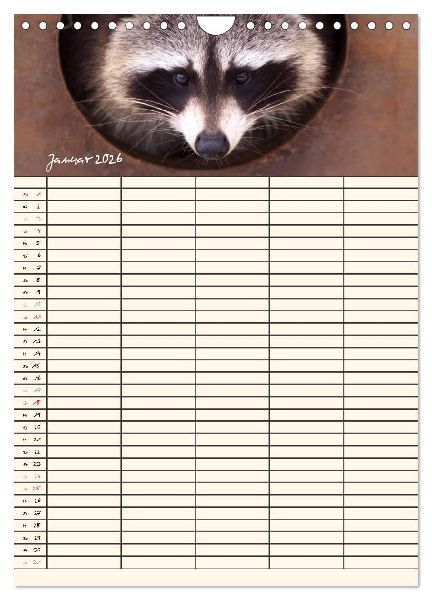 Waschbären Familienplaner (Wandkalender 2026 DIN A4 hoch), CALVENDO Monatskalender