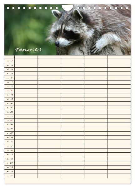 Waschbären Familienplaner (Wandkalender 2026 DIN A4 hoch), CALVENDO Monatskalender