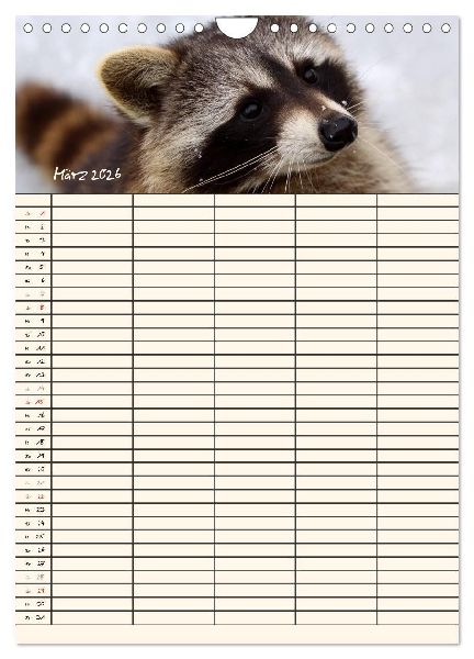 Waschbären Familienplaner (Wandkalender 2026 DIN A4 hoch), CALVENDO Monatskalender