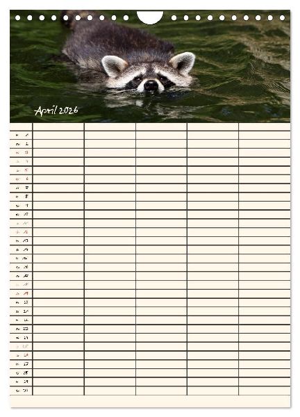 Waschbären Familienplaner (Wandkalender 2026 DIN A4 hoch), CALVENDO Monatskalender