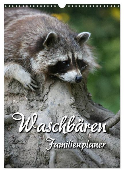 Waschbären Familienplaner (Wandkalender 2026 DIN A3 hoch), CALVENDO Monatskalender