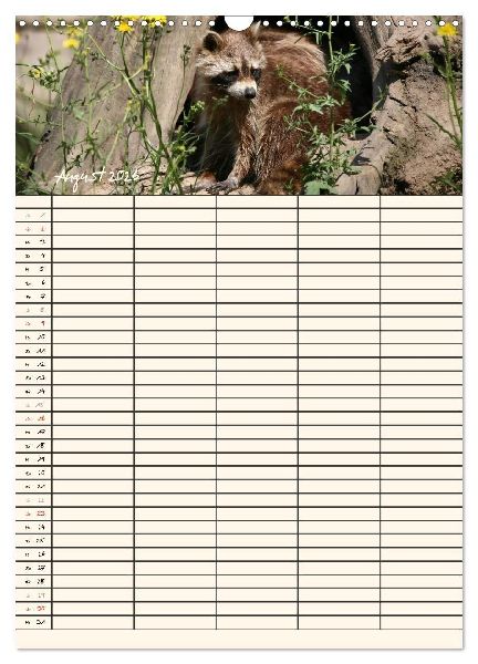 Waschbären Familienplaner (Wandkalender 2026 DIN A3 hoch), CALVENDO Monatskalender