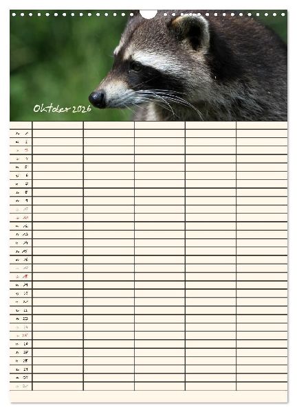 Waschbären Familienplaner (Wandkalender 2026 DIN A3 hoch), CALVENDO Monatskalender
