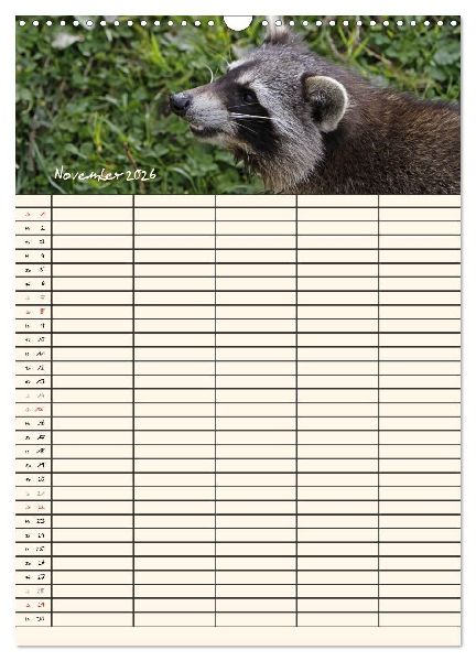 Waschbären Familienplaner (Wandkalender 2026 DIN A3 hoch), CALVENDO Monatskalender