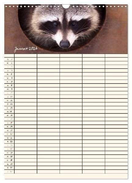 Waschbären Familienplaner (Wandkalender 2026 DIN A3 hoch), CALVENDO Monatskalender