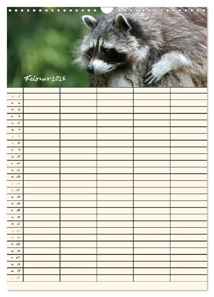 Waschbären Familienplaner (Wandkalender 2026 DIN A3 hoch), CALVENDO Monatskalender