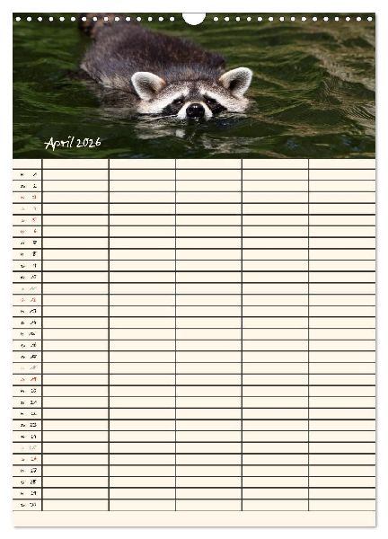 Waschbären Familienplaner (Wandkalender 2026 DIN A3 hoch), CALVENDO Monatskalender