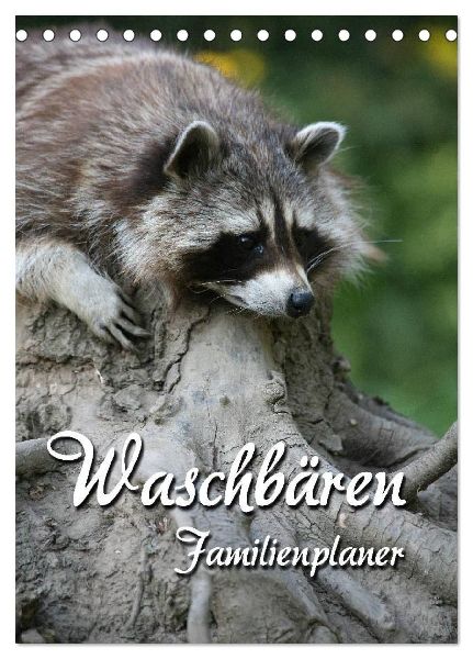 Waschbären Familienplaner (Tischkalender 2026 DIN A5 hoch), CALVENDO Monatskalender