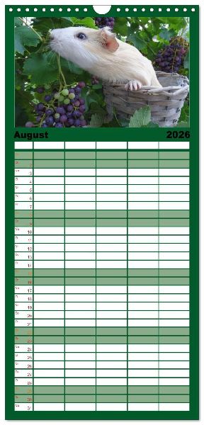 Familienplaner 2026 - Familienplaner MEERSCHWEINCHEN verzaubern uns mit 5 Spalten (Wandkalender, 21 x 45 cm) CALVENDO