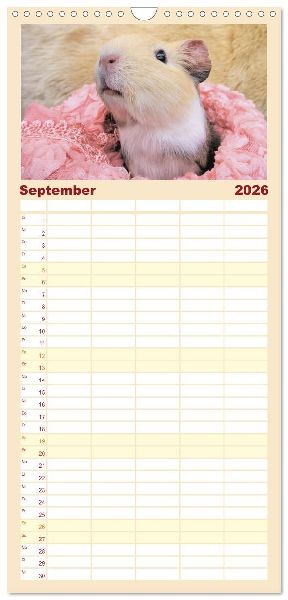 Familienplaner 2026 - Familienplaner MEERSCHWEINCHEN verzaubern uns mit 5 Spalten (Wandkalender, 21 x 45 cm) CALVENDO