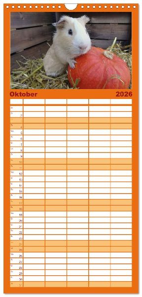 Familienplaner 2026 - Familienplaner MEERSCHWEINCHEN verzaubern uns mit 5 Spalten (Wandkalender, 21 x 45 cm) CALVENDO
