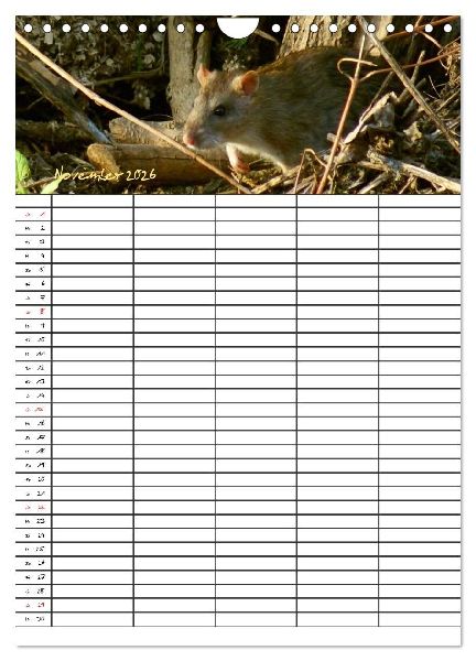 Bauernhoftiere Familienplaner (Wandkalender 2026 DIN A4 hoch), CALVENDO Monatskalender