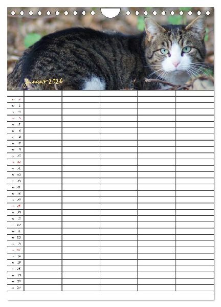 Bauernhoftiere Familienplaner (Wandkalender 2026 DIN A4 hoch), CALVENDO Monatskalender