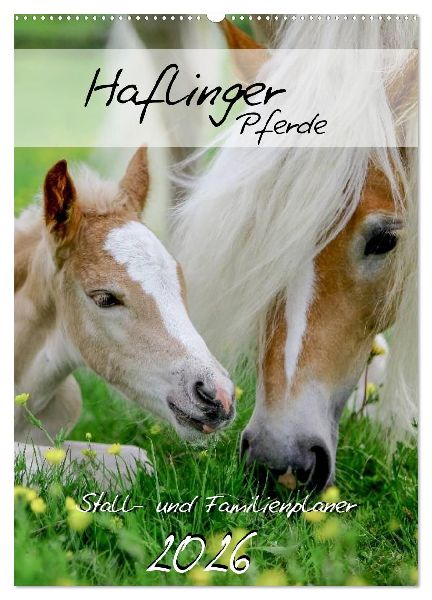 Haflinger Pferde - Stall- und Familienplaner 2026 (Wandkalender 2026 DIN A2 hoch), CALVENDO Monatskalender