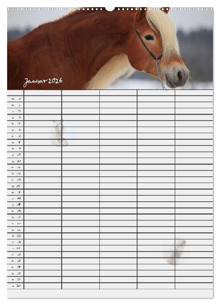 Haflinger Pferde - Stall- und Familienplaner 2026 (Wandkalender 2026 DIN A2 hoch), CALVENDO Monatskalender